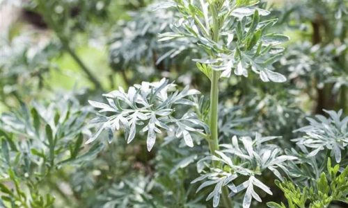 Artemisia-absinthium-850x850-proportionalsmallest
