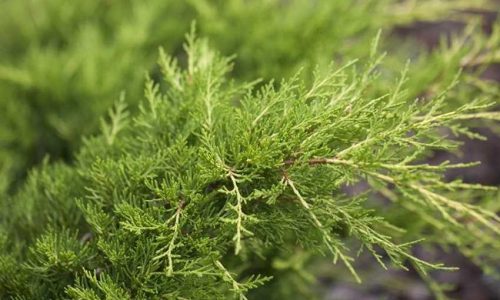 Juniperus-x-pfitzeriana-Gold-Coast-850x850-proportionalsmallest