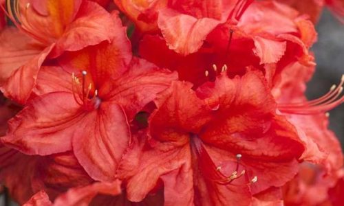 Rhododendron-luteum-Feuerwerk-850x850-proportionalsmallest