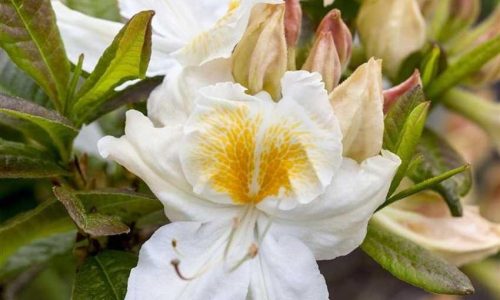 Rhododendron-luteum-Moewe-850x850-proportionalsmallest