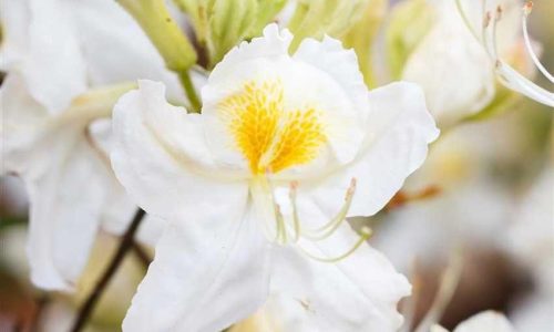 Rhododendron-luteum-Schneegold-850x850-proportionalsmallest
